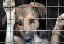 Edomex reconoce animales como seres sintientes; eleva penas de prisión por crueldad hasta 15 años