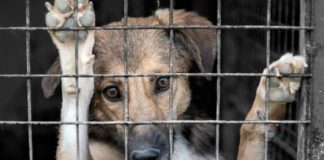 Edomex reconoce animales como seres sintientes; eleva penas de prisión por crueldad hasta 15 años