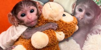 Yuji, el “Punch mexicano”: el mono bebé que conquista redes con su peluche en Guadalajara Yuji, el “Punch mexicano”: el mono bebé que conquista redes con su peluche en Guadalajara