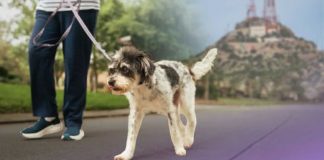 Con caminata, bazar y más actividades celebrarán ‘Move with them’, iniciativa ciudadana para promover cuidado de mascotas en Hermosillo