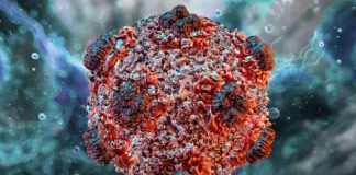 Lo que debes saber del Hantavirus tras brote en crucero con tres fallecidos: formas de transmisión, síntomas y cómo prevenirlo