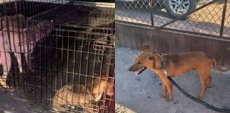 Rescatan a cuatro perros maltratados en cateos en Navojoa y Empalme