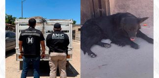 Rescatan a perro abandonado, desnutrido y sin agua en vivienda deshabitada en Hermosillo