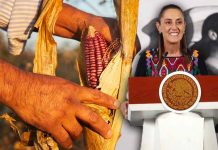Lanza Sheinbaum plan para garantizar “precio justo” al maíz y fortalecer la soberanía alimentaria