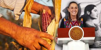 Lanza Sheinbaum plan para garantizar “precio justo” al maíz y fortalecer la soberanía alimentaria