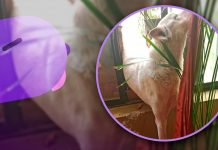 Rescatan Bomberos a perrito atrapado en ventana mientras intentaba entrar a su casa en Ures, Sonora Rescatan Bomberos a perrito atrapado en ventana mientras intentaba entrar a su casa en Ures, Sonora