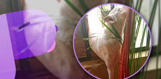 Rescatan Bomberos a perrito atrapado en ventana mientras intentaba entrar a su casa en Ures, Sonora