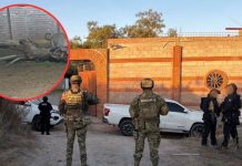 Desde tigres hasta carros de colección se encuentra FGR tras decomiso en finca