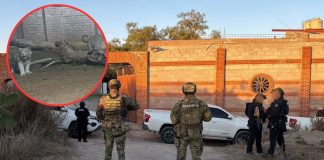 Desde tigres hasta carros de colección se encuentra FGR tras decomiso en finca