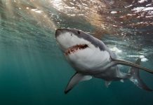 Tiburones con sensores mejoran pronósticos climáticos del océano hasta 40%, revela estudio