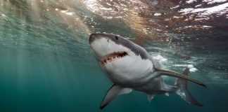 Tiburones con sensores mejoran pronósticos climáticos del océano hasta 40%, revela estudio
