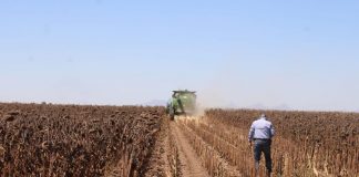Sonora impulsa cultivos con menor consumo de agua para fortalecer el campo: Sader