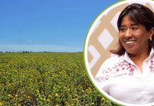 Confirman visita de secretaria de Agricultura a Sonora: revisará plan de yaquis, crisis del trigo y reconversión agrícola