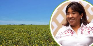 Confirman visita de secretaria de Agricultura a Sonora: revisará plan de yaquis, crisis del trigo y reconversión agrícola