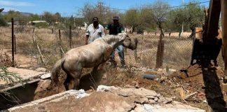 Bomberos rescatan a caballo tras caer a un pozo en Ures, Sonora