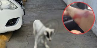 Mujer resulta herida durante rescate de cachorro en situación de calle en Ciudad Obregón