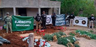 Aseguran invernadero con más de 800 plantas de marihuana tras operativo en Cucurpe, Sonora