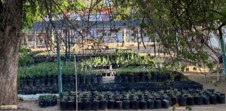Vivero Municipal de Hermosillo donará 500 árboles nativos; te contamos