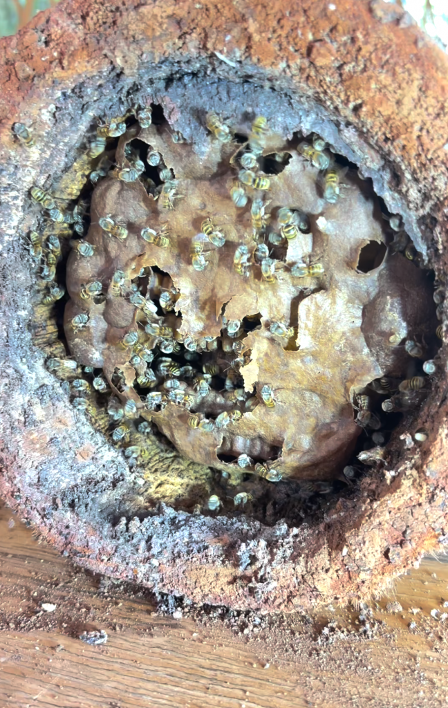 El interior de un jobón, tronco donde se crían abejas nativas, en Sinanché, México. Foto: cortesía Valiana Aguilar
