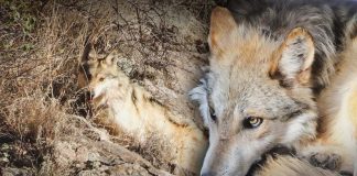 Regresan a su hábitat: liberan lobos mexicanos en Chihuahua, informa Profepa