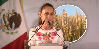 Sheinbaum promete rescate urgente para productores de trigo en Sonora: “Tenemos que replantear el futuro del campo”
