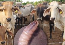 México suspende importación de animales vivos de EEUU por nuevos casos de gusano barrenador en Texas y Nuevo México México suspende importación de animales vivos de EEUU por nuevos casos de gusano barrenador en Texas y Nuevo México