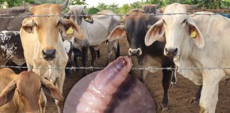 México suspende importación de animales vivos de EEUU por nuevos casos de gusano barrenador en Texas y Nuevo México México suspende importación de animales vivos de EEUU por nuevos casos de gusano barrenador en Texas y Nuevo México