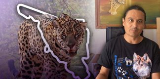 Aumenta población del jaguar en Sonora: es la mascota de México en Mundial 2026, activistas llaman a proteger especie