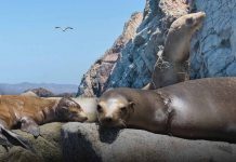 Realizan campaña de recaudación para liberar a lobos marinos atrapados por redes de pesca en Isla del Tiburón