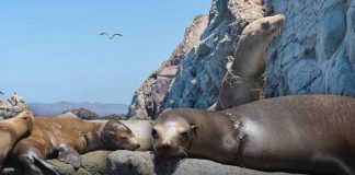 Realizan campaña de recaudación para liberar a lobos marinos atrapados por redes de pesca en Isla del Tiburón