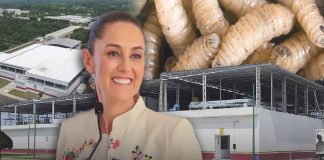 Sheinbaum inaugura planta binacional para combatir el gusano barrenador del ganado en Chiapas