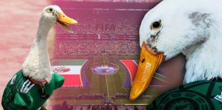 ‘Merlín’, el pato más viral de México, ya es embajador oficial del Mundial