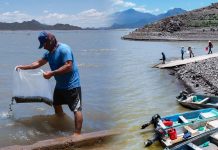 Repueblan presas con más de 2.3 millones de crÃas de tilapia para fortalecer la pesca y la economÃa local