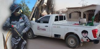 Sonora lidera casos de dengue en México con más de 600 casos, Salud impulsa campaña de limpieza en hogares