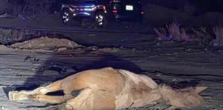 Caballo muere y su jinete resulta lesionado tras ser impactados por una pick up en la carretera Hermosillo–Guaymas