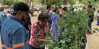 Donará Vivero Municipal árboles nativos este sábado en Hermosillo: Así puedes obtener uno