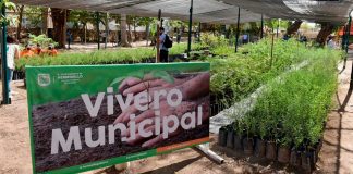 Impulsa Vivero Municipal programa ‘Una Semilla por Hermosillo’ para capacitar a ciudadanos en la siembra y cuidado de árboles nativos