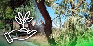Parques y espacios públicos deben tener hasta 40% de áreas verdes; en Hermosillo hay zonas con menos del 15%, advierte especialista