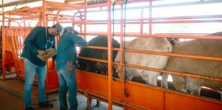 Sonora refuerza blindaje sanitario contra el gusano barrenador y mantiene estatus libre de la plaga