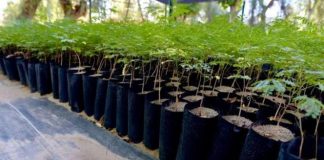 Vivero Municipal de Hermosillo entregará árboles nativos; te decimos cómo participar Vivero Municipal de Hermosillo entregará árboles nativos; te decimos cómo participar