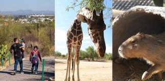 ¡Atención visitantes! Centro Ecológico de Sonora cambia horarios por calor extremo: así funcionará ahora ¡Atención visitantes! Centro Ecológico de Sonora cambia horarios por calor extremo: así funcionará ahora