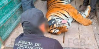 FGR rescata tigres de bengala, un ocelote y un lince durante cateo
