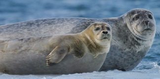 Brote de gripe aviar mata más de 13 mil crías en colonia de elefantes marinos en Australia