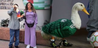 Marca del “Pato Merlín” pertenece a la familia de la mascota, afirma IMPI tras polémica Marca del "Pato Merlin" pertenece a la familia de la mascota, afirma IMPI tras polémica