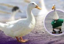 ¿Un pato como mascota? Especialista asegura que aves como ‘Merlín’ son dóciles y fáciles de cuidar