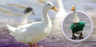 ¿Un pato como mascota? Especialista asegura que aves como ‘Merlín’ son dóciles y fáciles de cuidar