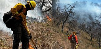 “La lumbre sigue en aumento”: Pobladores piden apoyo ante fuerte incendio forestal en Tarachi, sierra de Sonora "La lumbre sigue en aumento": Pobladores piden apoyo ante fuerte incendio forestal en Tarachi, sierra de Sonora