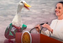 ¿’Merlín’ en la ‘Mañanera’? Sheinbaum confirma que podría invitar al famoso pato viral del Mundial ¿'Merlín' en la 'Mañanera'? Sheinbaum confirma que podría invitar al famoso pato viral del Mundial