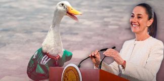 ¿’Merlín’ en la ‘Mañanera’? Sheinbaum confirma que podría invitar al famoso pato viral del Mundial ¿'Merlín' en la 'Mañanera'? Sheinbaum confirma que podría invitar al famoso pato viral del Mundial