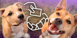 Refugio Vidas con Causa invita a rifa para cubrir gastos veterinarios de perritos rescatados en Hermosillo